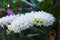 White Rhynchostylis gigantea orchid flower .