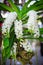 White Rhynchostylis Orchid