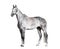 White riding horse side view isolated