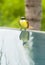 White-ringed Flycatcher Singing and Bathing
