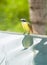 White-ringed Flycatcher Sits at Edge of Pool
