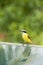 White-ringed Flycatcher Sits By Pool