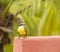 White-ringed Flycatcher sits on a red wall
