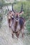 White ringed waterbuck staring at the camera