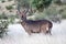 White ringed waterbuck staring at the camera