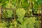 White ripe large grapes close-up macro. Grape bush with bunches of berries and green leaves