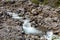 White river or Rio Blanco Valley with fast running water between the stones, Peru