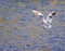 White river tern hovers over the blue surface of the water bathe