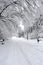 White road and trees in winter season