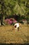 A white and roan spotted pony grazes in a garden with Live Oak Trees and Azaleas.