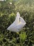 white robber flower in the garden