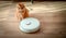 White robot vacuum cleaner on wooden floor. Ginger cat on the floor in the living room looking how robot cleaning the