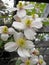 White rock roses wild flowers border plants summer spring tall geraniums