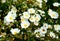 White Rockrose (Cistus hybridus) flower