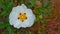 White rockrose Cistus ladanifer