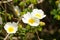 White rockrose flowers