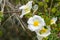 White rockrose flowers Mediterranean