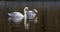 White romantic swans swim in the lake of the city park. Snow-white noble swans are a symbol of love and fidelity. Animal