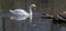 White romantic swans swim in the lake of the city park. Snow-white noble swans are a symbol of love and fidelity. Animal