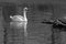 White romantic swans swim in the lake of the city park. Snow-white noble swans are a symbol of love and fidelity. Animal