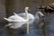 White romantic swans swim in the lake of the city park. Snow-white noble swans are a symbol of love and fidelity. Animal