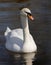 White romantic swans swim in the lake of the city park. Snow-white noble swans are a symbol of love and fidelity. Animal