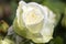 `White Romanza` rose flower head at the Guldemondplantsoen Rosarium Boskoop