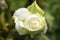 `White Romanza` rose flower head at the Guldemondplantsoen Rosarium Boskoop