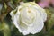 `White Romanza` rose flower head at the Guldemondplantsoen Rosarium Boskoop