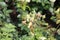 `White Romanza` rose flower head at the Guldemondplantsoen Rosarium Boskoop