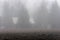 A white roof of an old cottage between trees in a forest in a fog