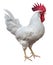 White rooster