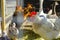 White rooster across hens in the farm close-up. Agriculture animals. Domestic animals