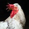 White rooster animal portrait