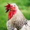 White rooster animal portrait