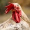 White rooster animal portrait