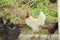 White Rooster with Barred Plymouth Rock Chickens