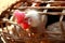 White rooster in cage in India