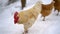 White rooster chasing chickens in organic farm with free range in cold snowy winter season