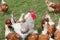 A white rooster with clipped wings stands in the midst of its flock of hens on a green meadow