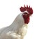 White rooster cock farm bird head portrait