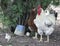 White rooster and a colored hen with two Chicks