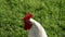 White rooster crow on meadow in bird farm. Chicken farming. Poultry farming