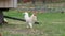 A White Rooster Crowing