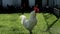 White rooster crowing on meadow in livestock farm. Chicken farming. Bird farm