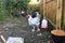 White rooster of domestic hens in a small backyard farm in the countryside.