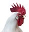 White rooster with a large red comb