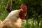 White rooster with magnificent red crest, crowing; portrait of a boss