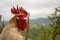 White rooster with magnificent red crest, crowing; portrait of a boss