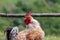 White rooster with magnificent red crest, crowing; portrait of a boss